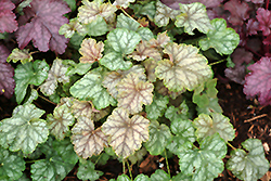 Mint Frost Coral Bells (Heuchera 'Mint Frost') at Lakeshore Garden Centres