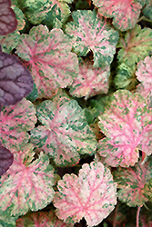 Snowfire Coral Bells (Heuchera sanguinea 'Snowfire') at Lakeshore Garden Centres