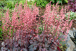 Vesuvius Coral Bells (Heuchera 'Vesuvius') at Lakeshore Garden Centres