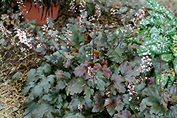 Chocolate Lace Foamy Bells (Heucherella 'Chocolate Lace') at Lakeshore Garden Centres