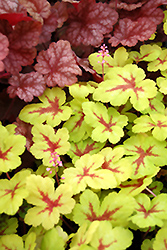 Sunspot Foamy Bells (Heucherella 'Sunspot') at Lakeshore Garden Centres