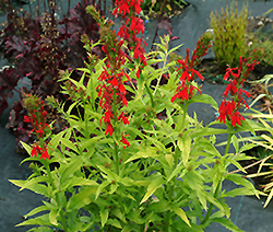 Golden Torch Cardinal Flower (Lobelia cardinalis 'Golden Torch') at Lakeshore Garden Centres