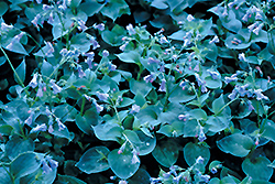 Siberian Bluebells (Mertensia sibirica) at Lakeshore Garden Centres