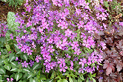 Plum Perfect Phlox (Phlox divaricata 'Plum Perfect') at Lakeshore Garden Centres