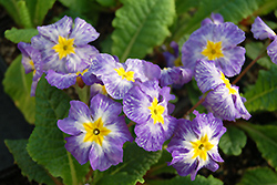 Tie Dye Primrose (Primula 'Tie Dye') at Lakeshore Garden Centres
