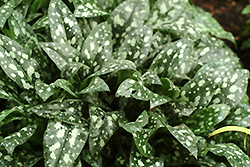 Milky Way Lungwort (Pulmonaria 'Milky Way') at Lakeshore Garden Centres
