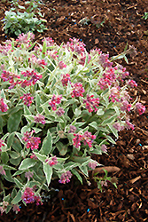 Raspberry Ice Lungwort (Pulmonaria 'Raspberry Ice') at Lakeshore Garden Centres