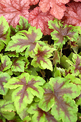 Neon Lights Foamflower (Tiarella 'Neon Lights') at Lakeshore Garden Centres