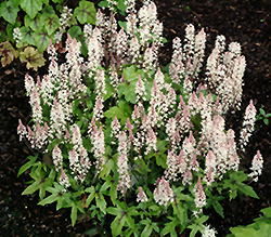 Pink Bouquet Foamflower (Tiarella 'Pink Bouquet') at Lakeshore Garden Centres