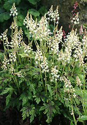 Sea Foam Foamflower (Tiarella 'Sea Foam') at Lakeshore Garden Centres