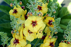 Gold Nugget Mullein (Verbascum 'Gold Nugget') at Lakeshore Garden Centres