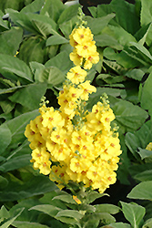 Lemon Sorbet Mullein (Verbascum 'Lemon Sorbet') at Lakeshore Garden Centres