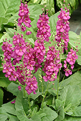 Royalty Mullein (Verbascum 'Royalty') at Lakeshore Garden Centres