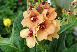Sierra Sunset Mullein (Verbascum 'Sierra Sunset') at Lakeshore Garden Centres