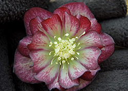 Harlequin Gem Hellebore (Helleborus 'Harlequin Gem') at Lakeshore Garden Centres