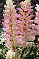 Tasmanian Angel Acanthus (Acanthus mollis 'Tasmanian Angel') at Lakeshore Garden Centres