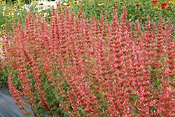 Summer Fiesta Hyssop (Agastache 'Summer Fiesta') at Lakeshore Garden Centres