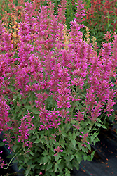 Summer Love Hyssop (Agastache 'Summer Love') at Lakeshore Garden Centres