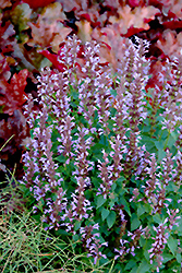 Summer Sky Hyssop (Agastache 'Summer Sky') at Lakeshore Garden Centres