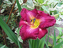 Aisha Daylily (Hemerocallis 'Aisha') at Lakeshore Garden Centres