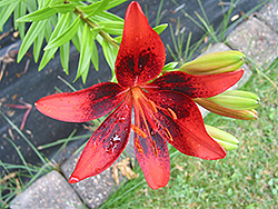 Pup Art Lily (Lilium 'Pup Art') at Lakeshore Garden Centres