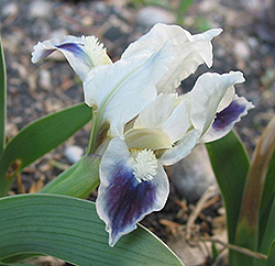 Little Drummer Boy Iris (Iris 'Little Drummer Boy') at Lakeshore Garden Centres