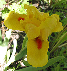 Circus Dragon Iris (Iris 'Circus Dragon') at Lakeshore Garden Centres