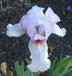 Space Cadet Iris (Iris 'Space Cadet') at Lakeshore Garden Centres