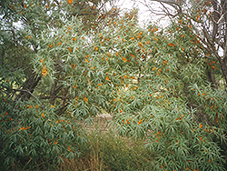 Indian Summer Sea Buckthorn (Hippophae rhamnoides 'Indian Summer') at Lakeshore Garden Centres
