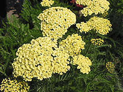 Mary Ann Yarrow (Achillea millefolium 'Mary Ann') at Lakeshore Garden Centres