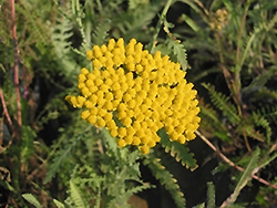 Schwellenburg Yarrow (Achillea millefolium 'Schwellenberg') at Lakeshore Garden Centres