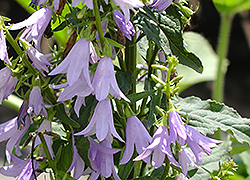 Amethyst Ladybells (Adenophora 'Amethyst') at Lakeshore Garden Centres
