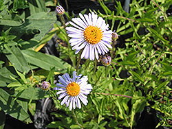 Spring Blue Aster (Aster tongolensis 'Spring Blue') at Lakeshore Garden Centres