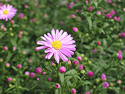 Odin Viking Aster (Symphyotrichum 'Odin Viking') at Lakeshore Garden Centres