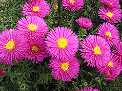 Loke Viking Aster (Symphyotrichum 'Loke Viking') at Lakeshore Garden Centres