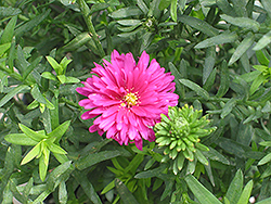 Thyra Viking Aster (Symphyotrichum 'Thyra Viking') at Lakeshore Garden Centres