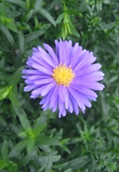 Ballad Aster (Symphyotrichum 'Ballad') at Lakeshore Garden Centres