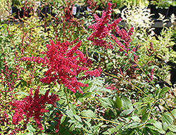 Glow Astilbe (Astilbe x arendsii 'Glow') at Golden Acre Home & Garden