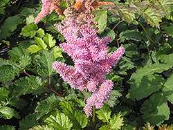 Heart and Soul Astilbe (Astilbe 'Heart and Soul') at Lakeshore Garden Centres