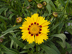 Domino Tickseed (Coreopsis 'Domino') at Lakeshore Garden Centres