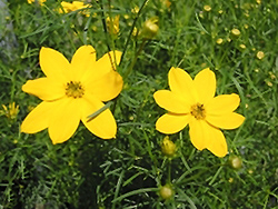 Golden Rain Tickseed (Coreopsis verticillata 'Golden Rain') at Lakeshore Garden Centres