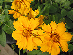 Zamphir Tickseed (Coreopsis verticillata 'Zamphir') at Lakeshore Garden Centres