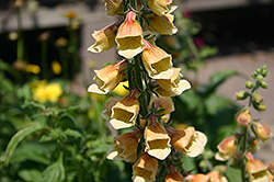 Sahara Foxglove (Digitalis 'Sahara') at Lakeshore Garden Centres