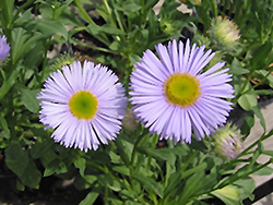 Prosperity Fleabane (Erigeron speciosus 'Prosperity') at Lakeshore Garden Centres
