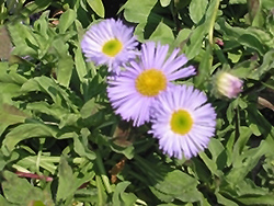 Sea Breeze Fleabane (Erigeron speciosus 'Sea Breeze') at Lakeshore Garden Centres