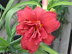 Double Firecracker Daylily (Hemerocallis 'Double Firecracker') at Lakeshore Garden Centres