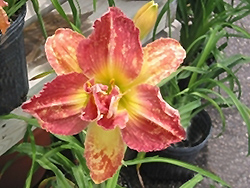 Longfield's Twins Daylily (Hemerocallis 'Longfield's Twins') at Lakeshore Garden Centres