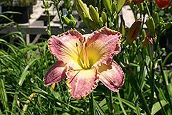Spiritual Corridor Daylily (Hemerocallis 'Spiritual Corridor') at Lakeshore Garden Centres