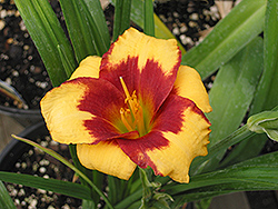 Summer Dragon Daylily (Hemerocallis 'Summer Dragon') at Lakeshore Garden Centres