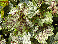 Mystic Angel Coral Bells (Heuchera 'Mystic Angel') at Lakeshore Garden Centres